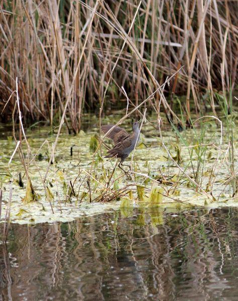 RALLIDAE-FOCHAS,POLLUELAS,CALAMONES Y GALLINETAS