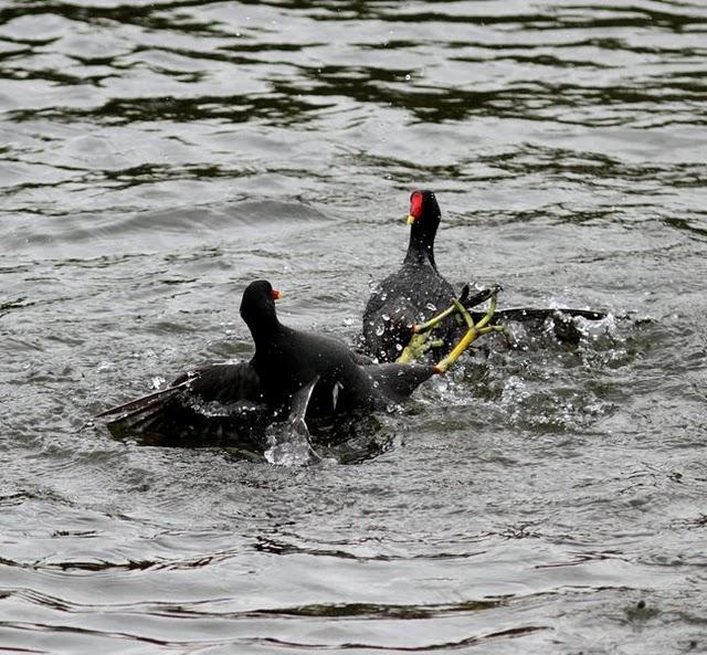 RALLIDAE-FOCHAS,POLLUELAS,CALAMONES Y GALLINETAS