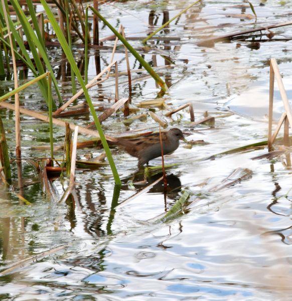 RALLIDAE-FOCHAS,POLLUELAS,CALAMONES Y GALLINETAS