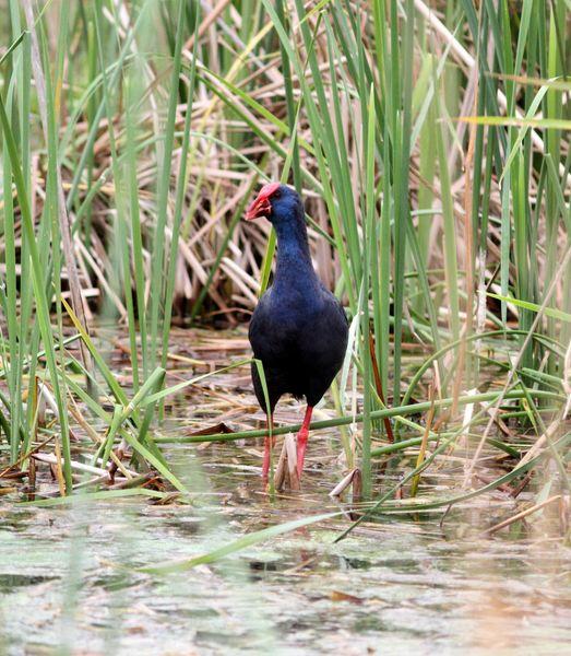 RALLIDAE-FOCHAS,POLLUELAS,CALAMONES Y GALLINETAS