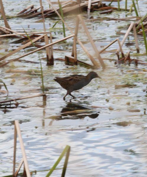 RALLIDAE-FOCHAS,POLLUELAS,CALAMONES Y GALLINETAS