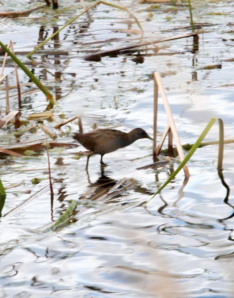 RALLIDAE-FOCHAS,POLLUELAS,CALAMONES Y GALLINETAS