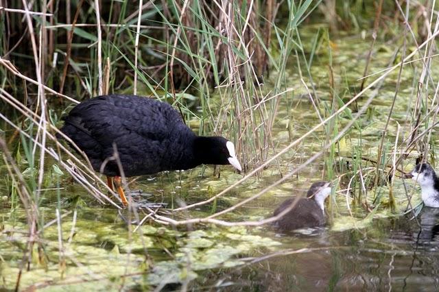 RALLIDAE-FOCHAS,POLLUELAS,CALAMONES Y GALLINETAS