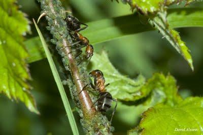 Pastoreando el rebaño