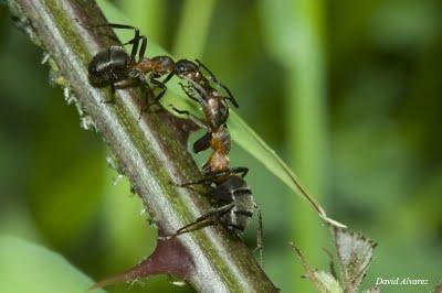 Pastoreando el rebaño