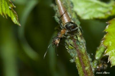 Pastoreando el rebaño