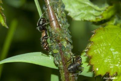 Pastoreando el rebaño