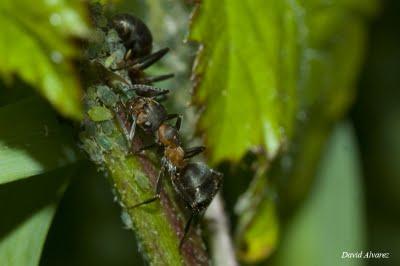 Pastoreando el rebaño