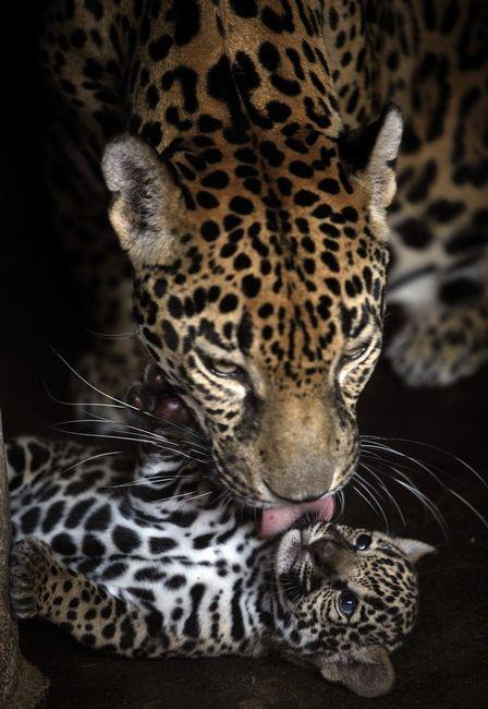 DEDICADO A TI ... DEDICADO A TI ...