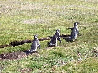 Región de los Lagos y Patagonia Chilena