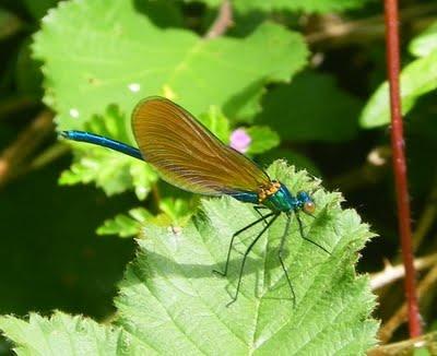 Los primeros caballitos del diablo