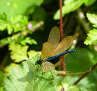 Los primeros caballitos del diablo