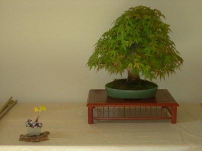 21ª Exposición Bonsai Natura