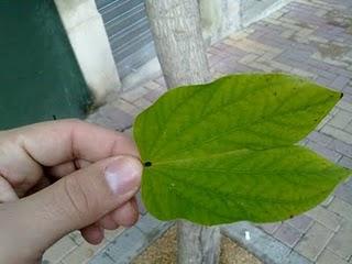 TEXTURA Y COLOR DE LAS HOJAS (ORGANOGRAFIA VEGETAL II)