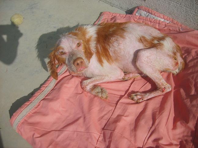 Novedades de la bretona de Sevilla