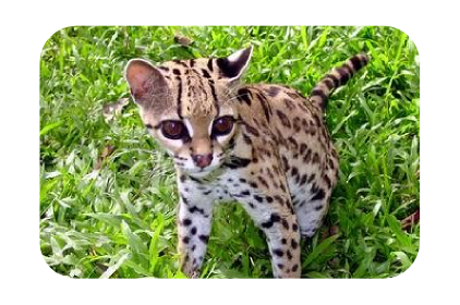 Calendario Oficial para Ubuntu 11.10 Oneiric Ocelot Calendario Oficial para Ubuntu 11.10 Oneiric Ocelot