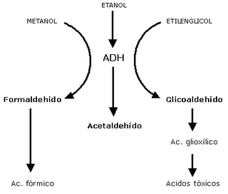 Metabolismo alcohol