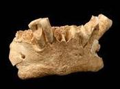 Pudo existir especie desconocida homínidos Atapuerca