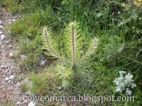 Explosión de colores (primavera)