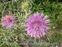 Explosión de colores (primavera)