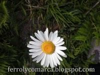 Explosión de colores (primavera)