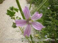 Explosión de colores (primavera)