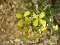 Explosión de colores (primavera)