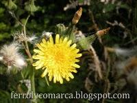 Explosión de colores (primavera)