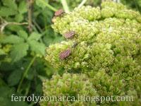 Explosión de colores (primavera)