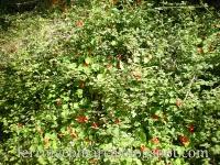 Explosión de colores (primavera)