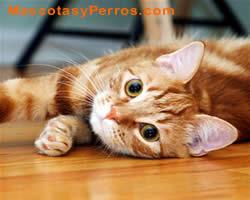 Gatos hipoalergenicos fotos