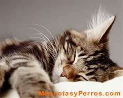 Gatos hipoalergenicos fotos
