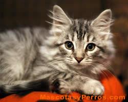 Gatos hipoalergenicos fotos