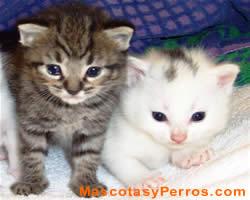 Gatos hipoalergenicos fotos