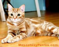 Gatos hipoalergenicos fotos