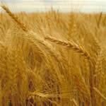 Trigo, fotos de planta