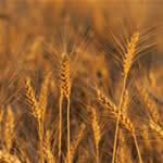 Trigo, fotos de planta