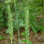 Trigo, fotos de planta