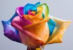 Rosas Arcoiris