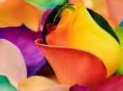 Rosas Arcoiris