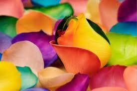 Rosas Arcoiris