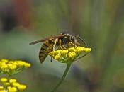 Vuestras consultas: fobia avispas