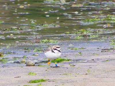 Chorlitejo patinegro anillado en Bretaña