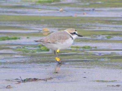 Chorlitejo patinegro anillado en Bretaña