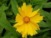 Coreopsis lanceolata