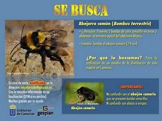Se Busca Abejón Exótico, Canarias