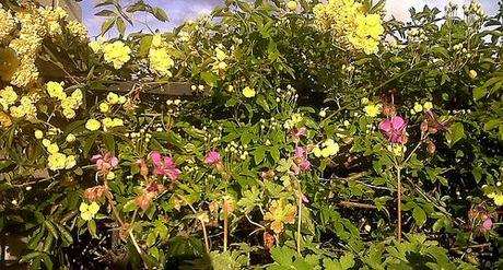 EL LENGUAJE DE LAS FLORES