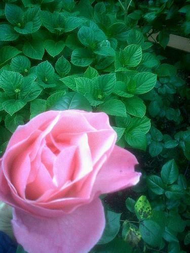 EL LENGUAJE DE LAS FLORES Rosa