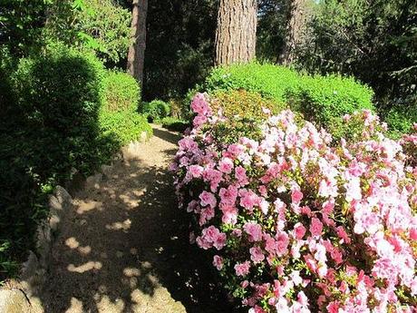 EL LENGUAJE DE LAS FLORES Azaleas, templanza