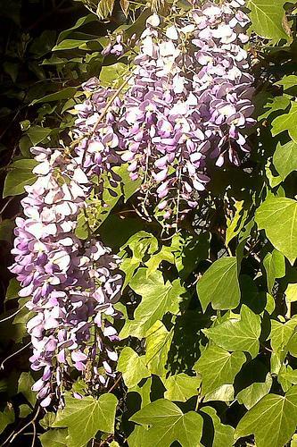 EL LENGUAJE DE LAS FLORES